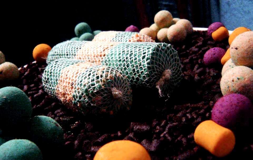 Vine iarna - 5545495917154875532932030092196n1.jpg